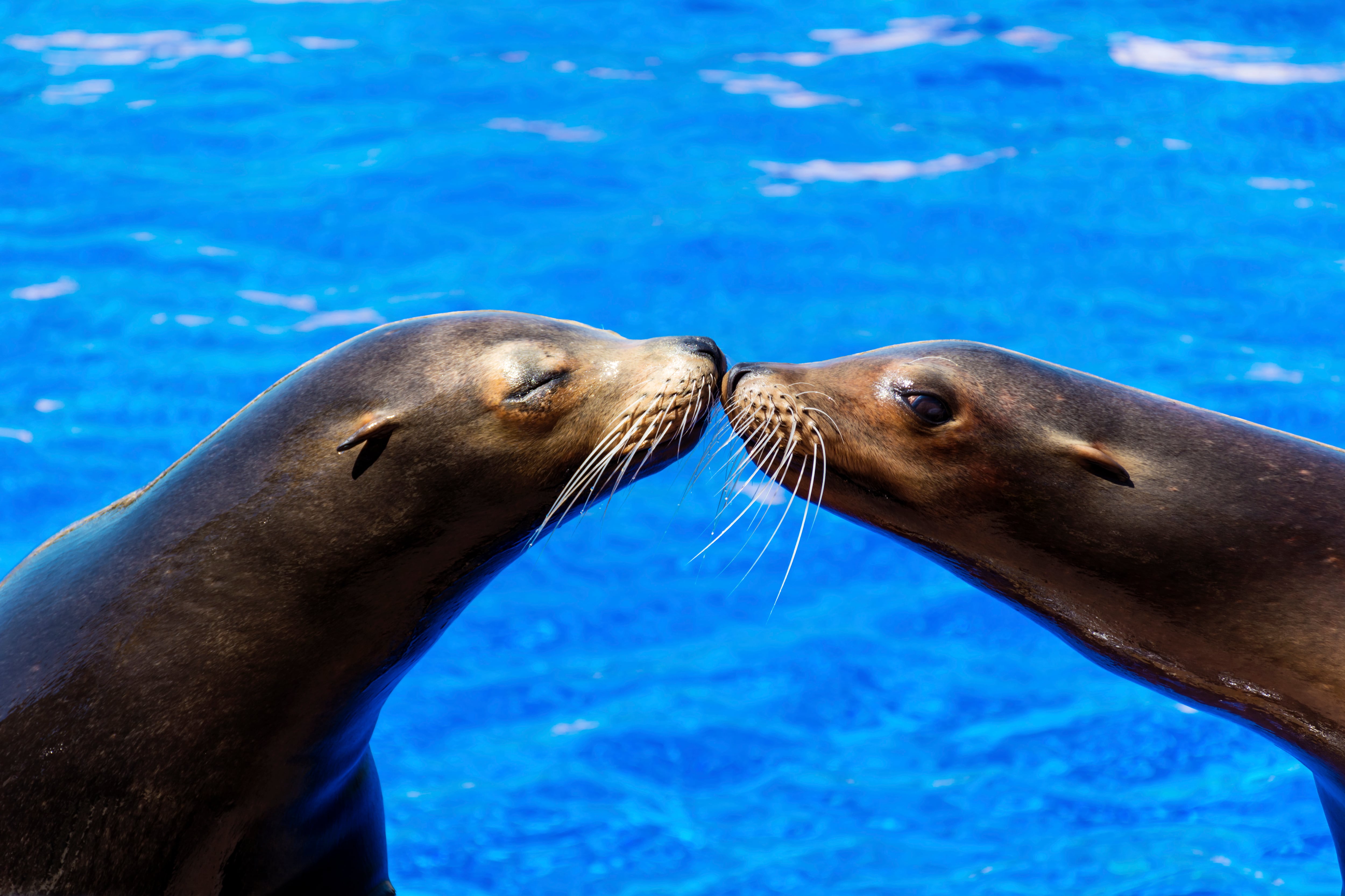 El hallazgo aporta evidencia sobre la coevolución entre parásito y hospedador y abre nuevas preguntas científicas sobre la adaptación de estos organismos al medio marino