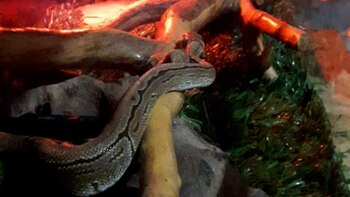 La impresionante serpiente que tenía