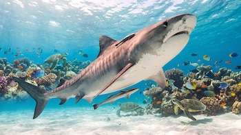 Un estudio reconstruye cuántos tiburones perdieron los arrecifes de Panamá