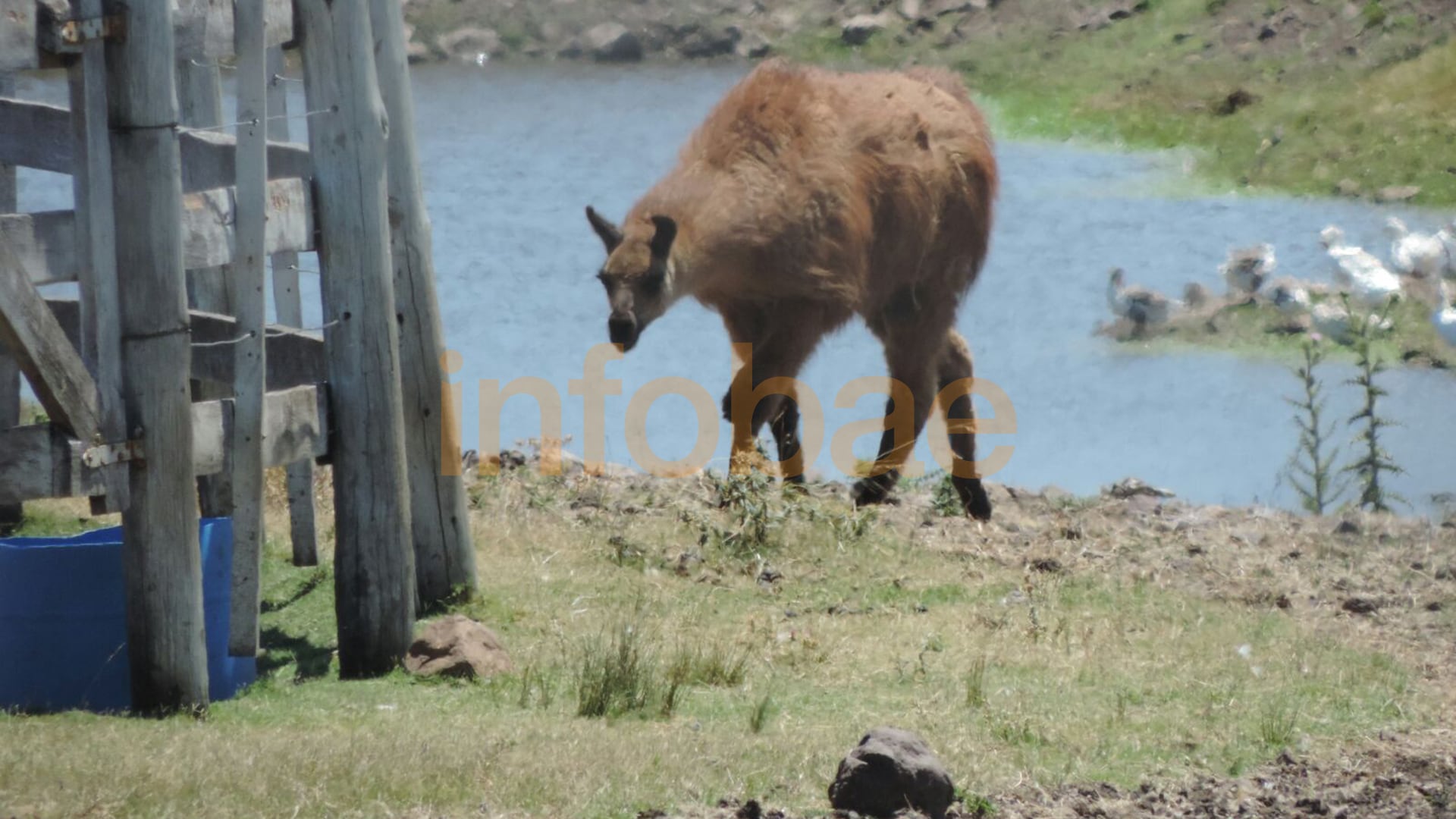 Marcelo Balcedo tenía animales exóticos en El Gran Chaparral (Marcelo Umpierrez)