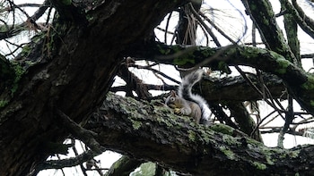 En 1980, el bosque fue