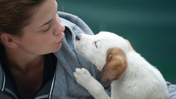 Miles de perros participan en