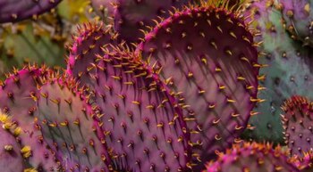 El nopal morado pertenece a