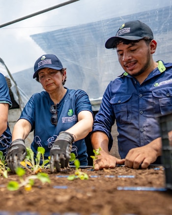 Dos personas, un hombre y una mujer, con gorras y camisetas azules, plantan pequeñas plantas verdes en bandejas de tierra dentro de un invernadero
