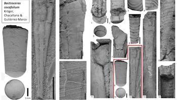 Ingemmet encontró importante fósil marino