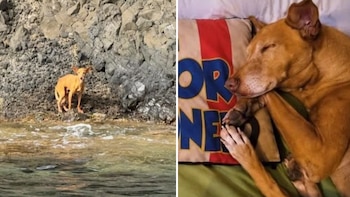 Final feliz para Bergantín: el perro abandonado en una cala de Almería encuentra una nueva familia en Madrid