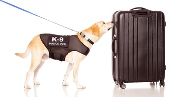 El estudio experimental se llevó