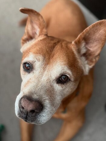 La adopción final ocurrió pocos