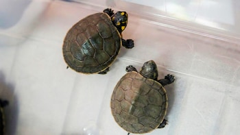 El SERFOR rescata especies vulnerables