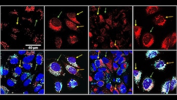 Una nueva estrategia frente al