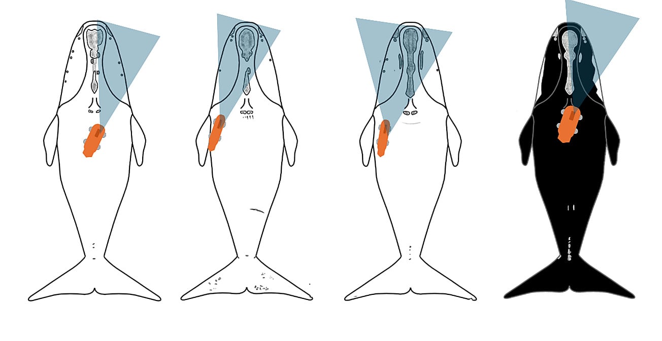 El trabajo publicado en PLOS ONE registró las primeras imágenes de video de ballenas francas que se alimentan en el fondo marino (Gentileza, estudio Abre bien la boca: Identificación del comportamiento alimentario de la ballena franca del Atlántico Norte mediante datos cinemáticos validados por cámara y aprendizaje automático, publicado en PLOS ONE)