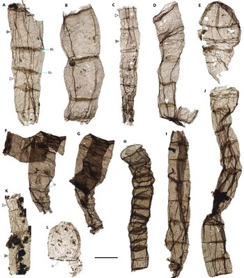 Los fósiles multicelulares proceden de la formación Chuanlinggou, del Paleoproterozoico tardío. Crédito: MIAO Lanyun.
SOLO USO EDITORIAL