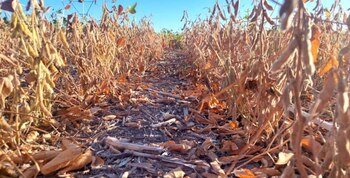 Veremos qué actitud adopta el