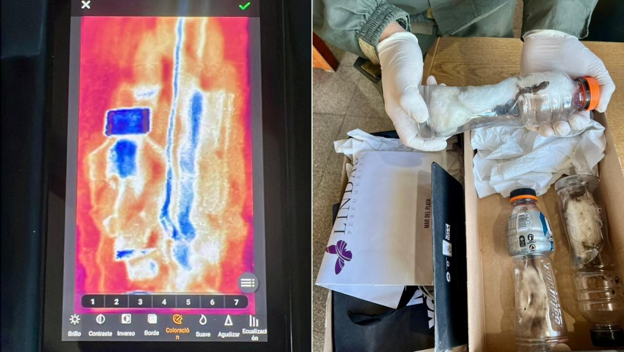 Los lagartos gecko casero tropical fueron hallados dentro de botellas plásticas tras una inspección con escáner portátil