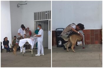 La imagen de un perro