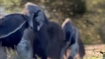 Un oso hormiguero adulto de pelaje oscuro con una franja diagonal clara lleva a su cría sobre el lomo en un entorno natural