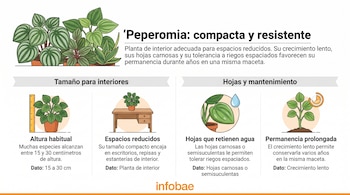 Infografía con ilustraciones de plantas Peperomia en macetas, una regla, un escritorio, una hoja con una gota de agua y un reloj.