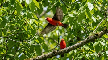 Dos aves Piranga olivacea rojas vibrantes en un árbol: una volando con las alas abiertas y la otra posada en una rama cubierta de musgo, rodeadas de hojas verdes.