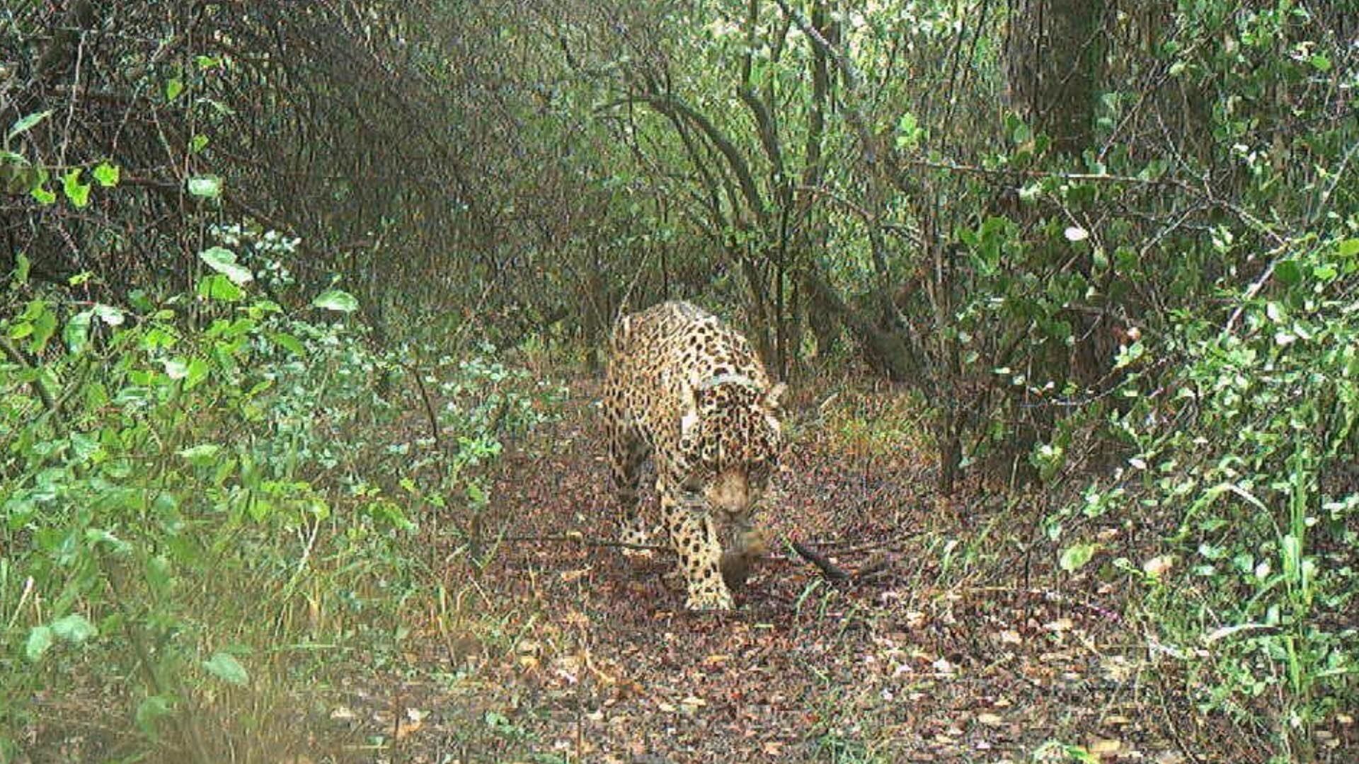 La yaguareté Acaí en octubre pasado al momento de ser liberada completamente, captada por una de las cámaras trampa instaladas en el Impenetrable chaqueño