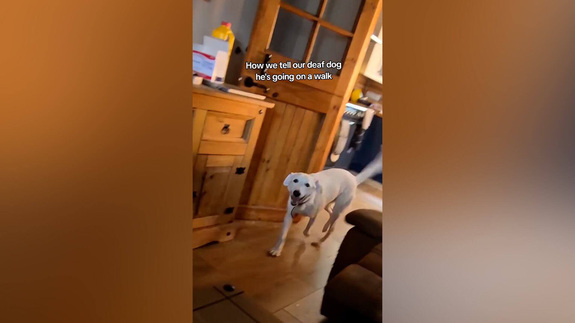 El video viral de Bruno, el perro sordo rescatado, muestra cómo su familia utiliza lenguaje de señas para comunicarse con él
