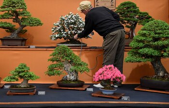 Los bonsais se originaron en