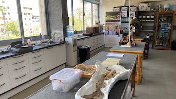 El hallazgo del “abuelo de los simios” actuales reconfigura el mapa evolutivo