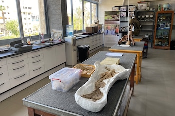 Aula del Centro de Paleontología de Vertebrados de la Universidad de Mansura en Egipto. A Shorouq al Ashqar aún le dura la felicidad de haber acuñado una nueva especie de simio, el 'Masripithecus moghraensis', el "abuelo" de esos primates que vivió en Egipto hace 17 millones de años y del que aún no sabemos cómo se desplazaba, para lo que la paleontóloga y sus compañeros buscan ahora nuevos fósiles en el desierto egipcio. EFE/Shady Roshdy