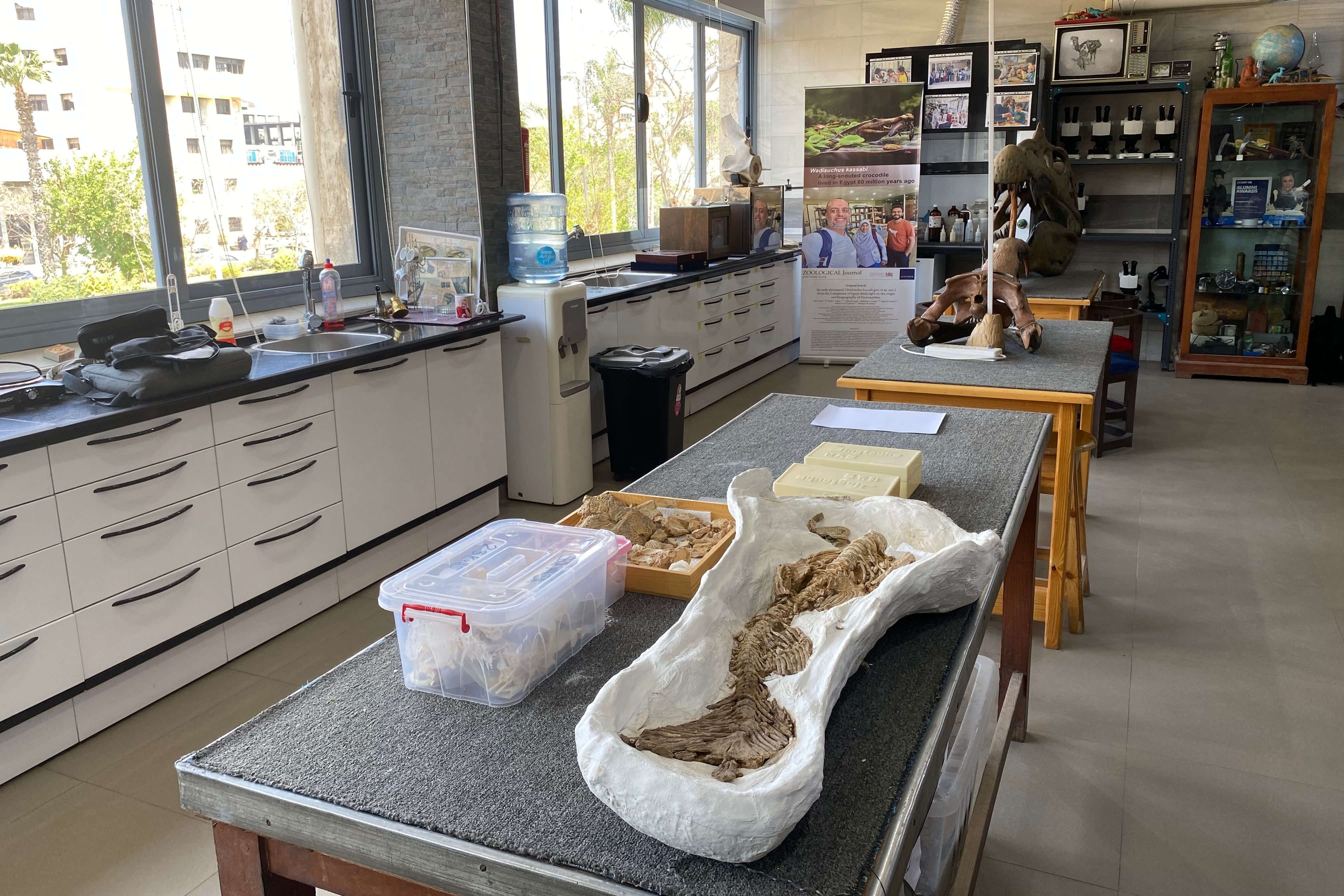 Aula del Centro de Paleontología de Vertebrados de la Universidad de Mansura en Egipto. A Shorouq al Ashqar aún le dura la felicidad de haber acuñado una nueva especie de simio, el 'Masripithecus moghraensis', el