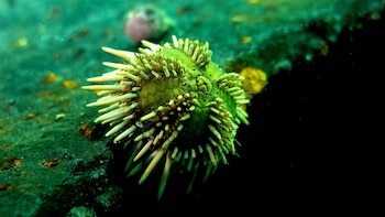 Primer plano de un erizo de mar verde con espinas claras sobre una superficie oscura bajo el agua. El fondo es oscuro y difuso. Incluye firma de autor