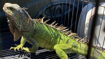 Rescate de iguana de Costa Rica (Foto cortesía INTERPOL)