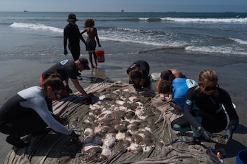 Varias personas en trajes de neopreno y ropa casual manipulan mantarrayas sobre una lona en la arena de una playa. Barcos en el mar