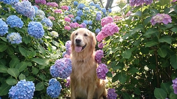 Un perro cobrador dorado sentado entre flores de hortensias azules, rosadas y violetas.