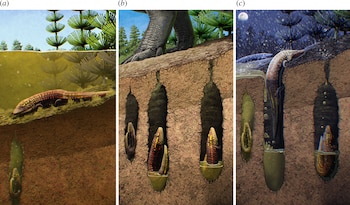 El fósil, descubierto en la