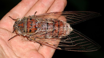 La investigación publicada en AIP