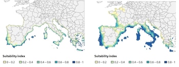 Idoneidad climática actual y proyectada para 2050 para frutas tropicales en Europa. (Rabobank)