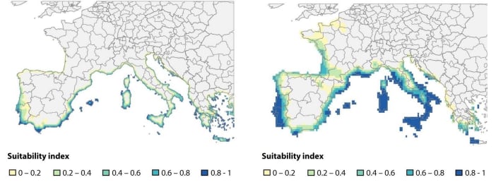 Idoneidad climática actual y proyectada para 2050 para frutas tropicales en Europa. (Rabobank)