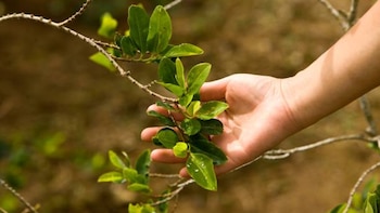 Abono ‘Ancestral’: buscan desestigmatizar el