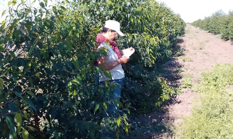 Las cortinas forestales permiten intervenir de manera directa sobre variables clave del sistema (inta)
