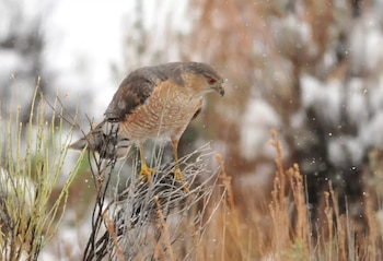 Un halcón de Cooper adulto con plumaje gris y rojizo se posa en ramas desnudas, con ojos rojos intensos, mientras cae una ligera nevada