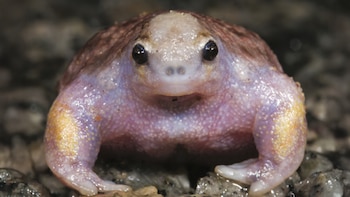 Día Mundial de la Rana: