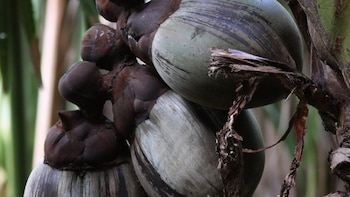 La semilla más grande del