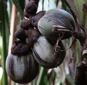 Tres frutos de Coco de