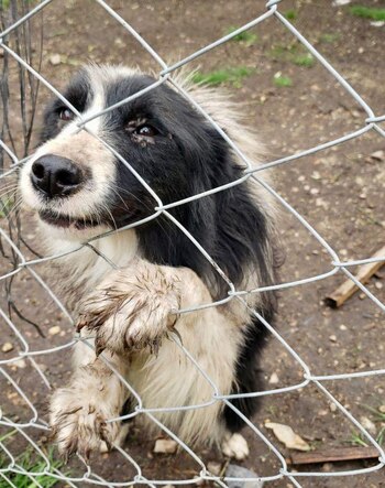Perro víctima de maltrato animal