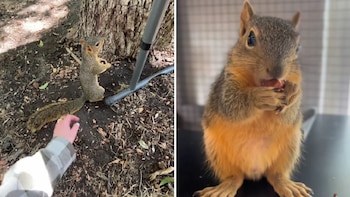 La ardilla se curó rápido