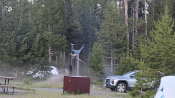 Bisonte embiste a un abuelo frente a su nieto en un camping de Yellowstone: el impactante video del ataque