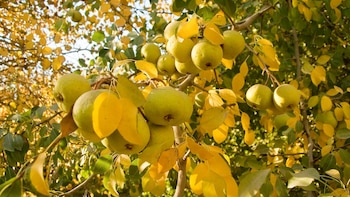 Ante la detección de un