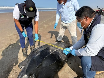 IMARPE realizó el muestreo y