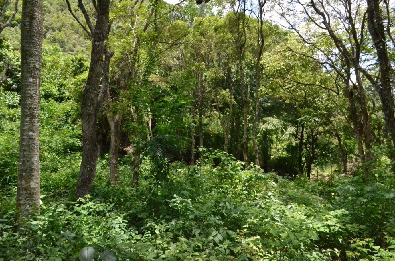 El Plan Nacional de Reforestación permitió la siembra de veinte millones de árboles en 365.000 tareas, restaurando cuencas clave y fortaleciendo la protección ambiental. (Cortesía: Ministerio de Medio Ambiente)