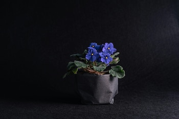 Violetas africanas, una de las tres plantas acuáticas fáciles de cuidar (Pexels)