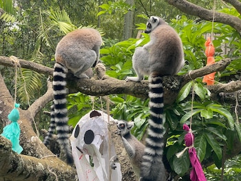 Una familia de cinco lémures